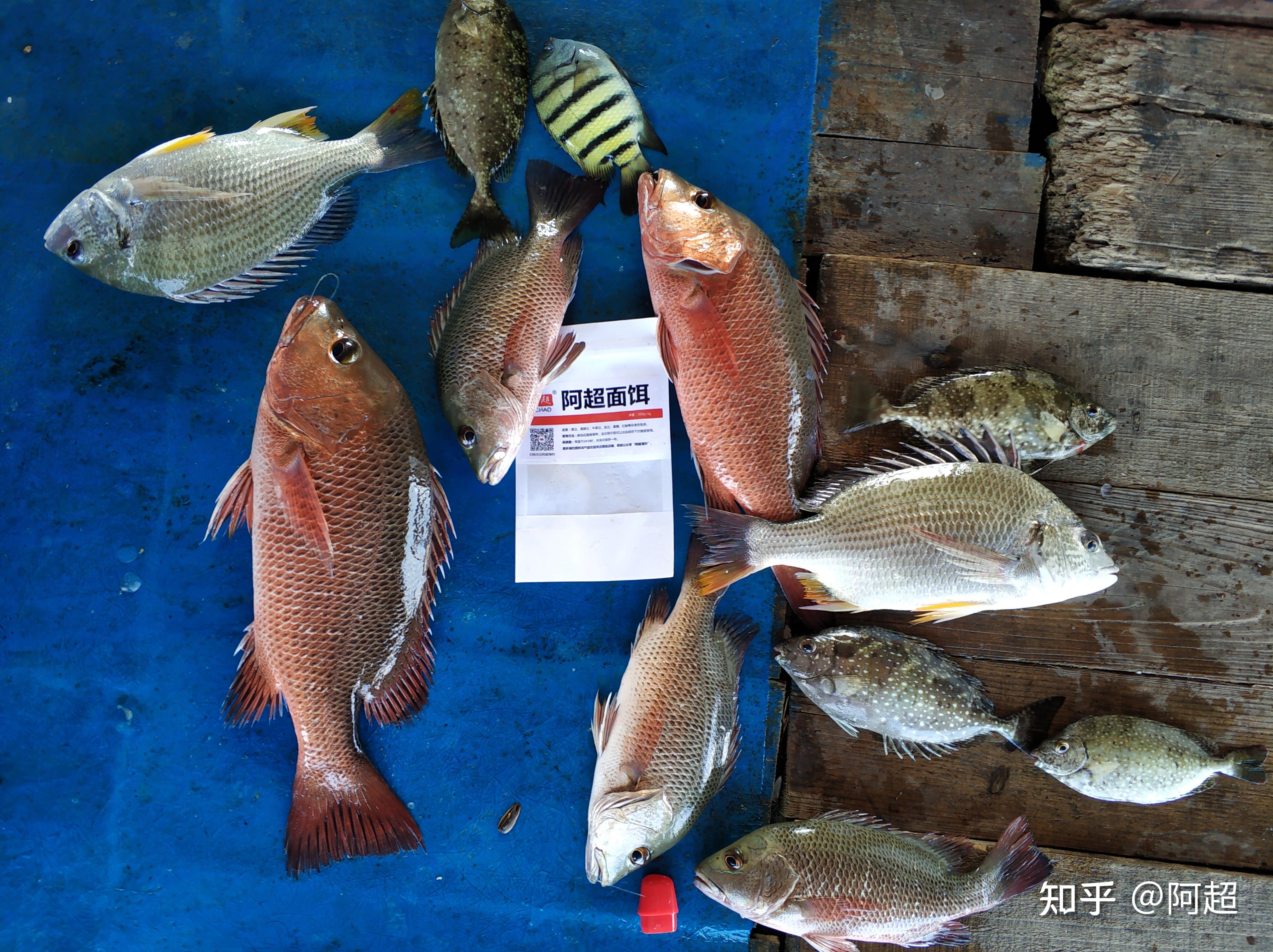 近海海钓最刺激的鱼种——红鲉,如何钓,在哪里可以钓到?