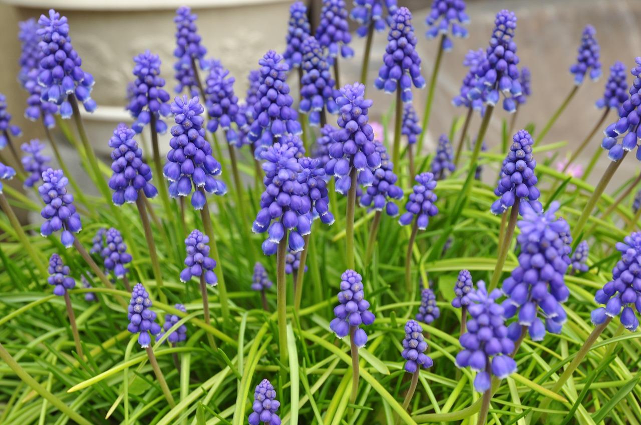 2. 大花萱草售价