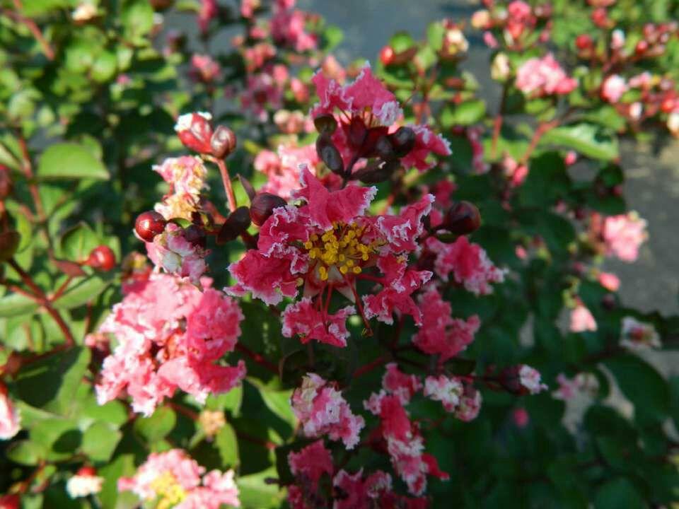 如何评价去年北林大育种的新品种紫薇被命名为「灵梦」这件事? - 知乎