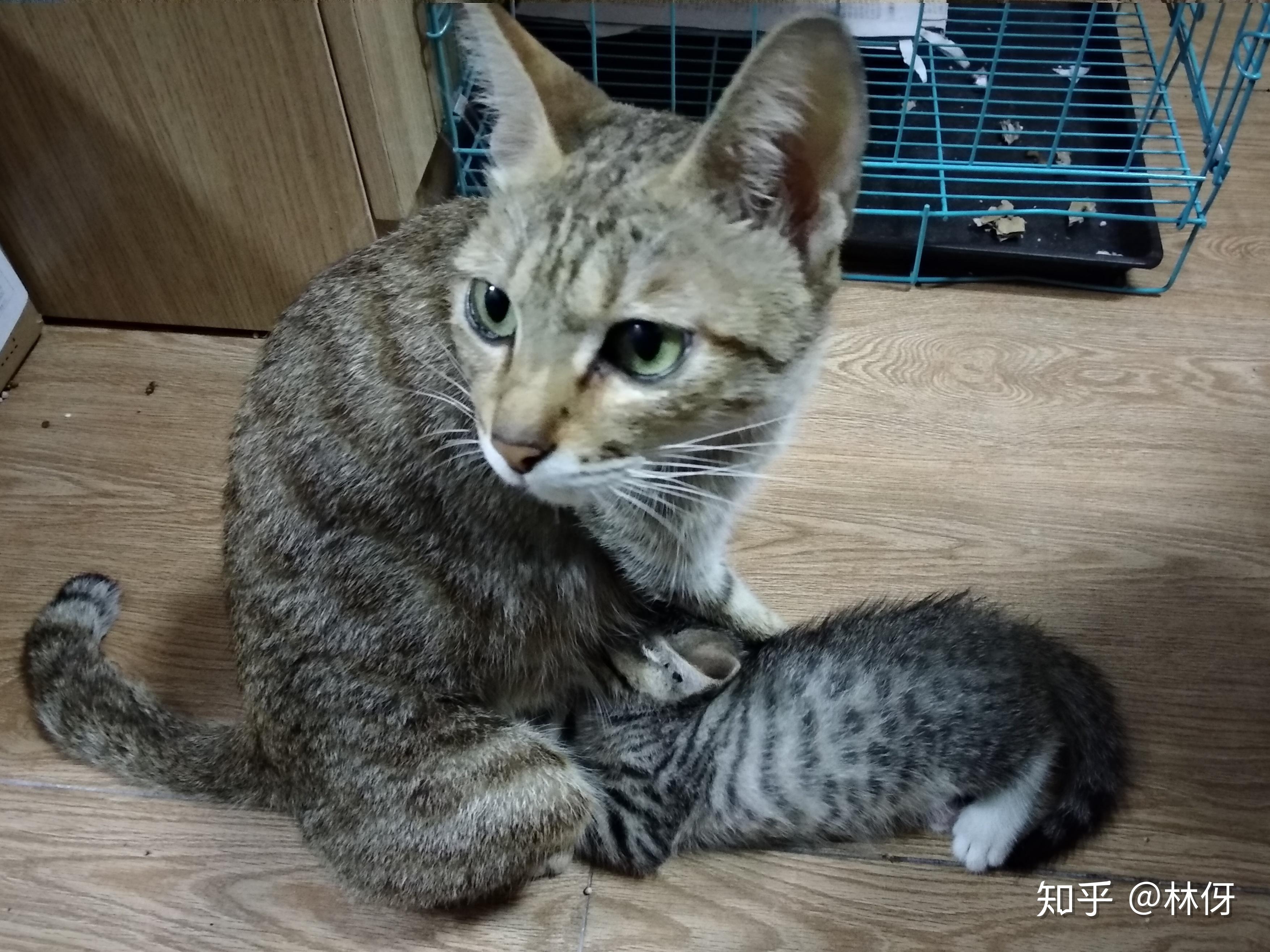 养猫记17冬菇一家子