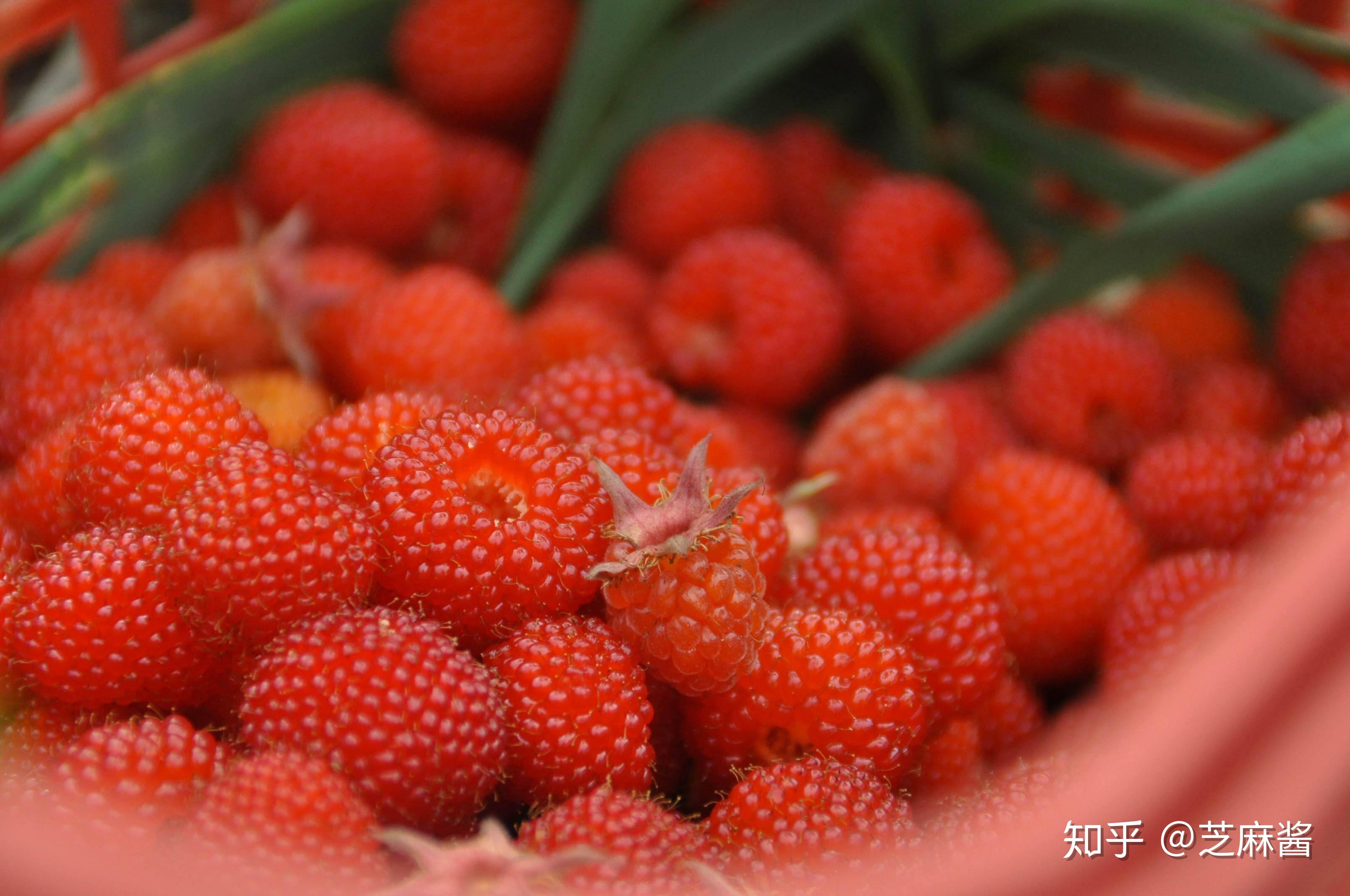 四川特色水果有哪些_四川最有名的水果推荐-排行榜