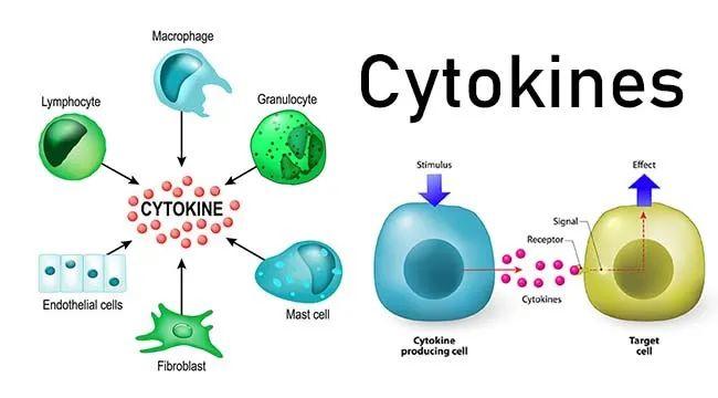 "细胞因子风暴"究竟是什么?它是如何加重新冠病情的? - 知乎