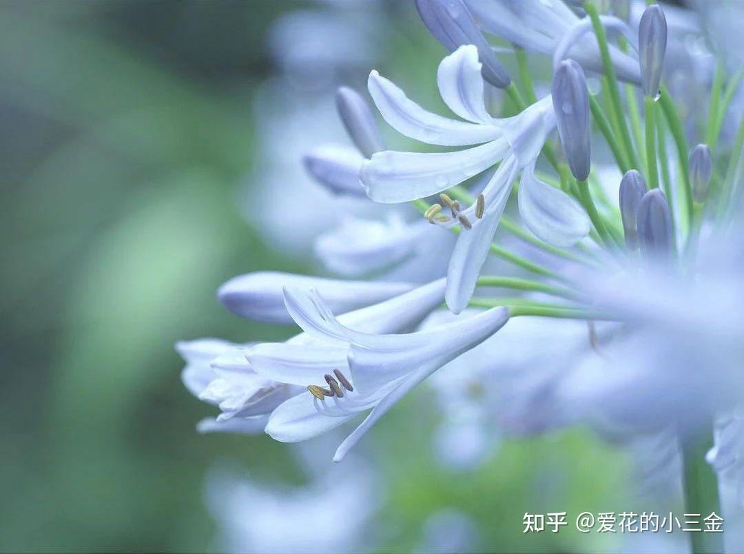 七月会开的花花(7):百子莲,夏日花仙子,花丛中的蓝精灵 - 知乎