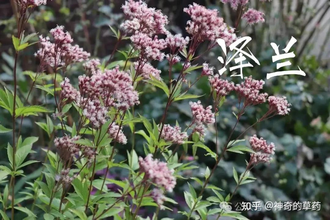 中药材:泽兰 - 知乎