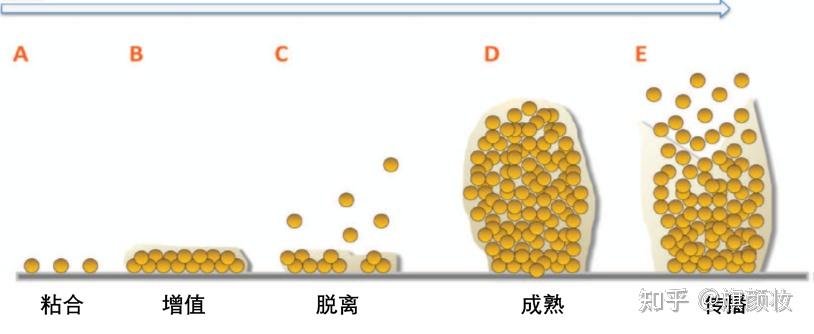 皮肤表面微生物生物被膜