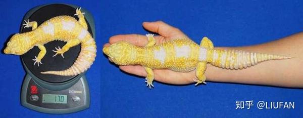 豹纹守宫共显性基因之超级巨人