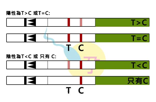 排卵试纸的原理是什么_排卵试纸怎么看是排卵