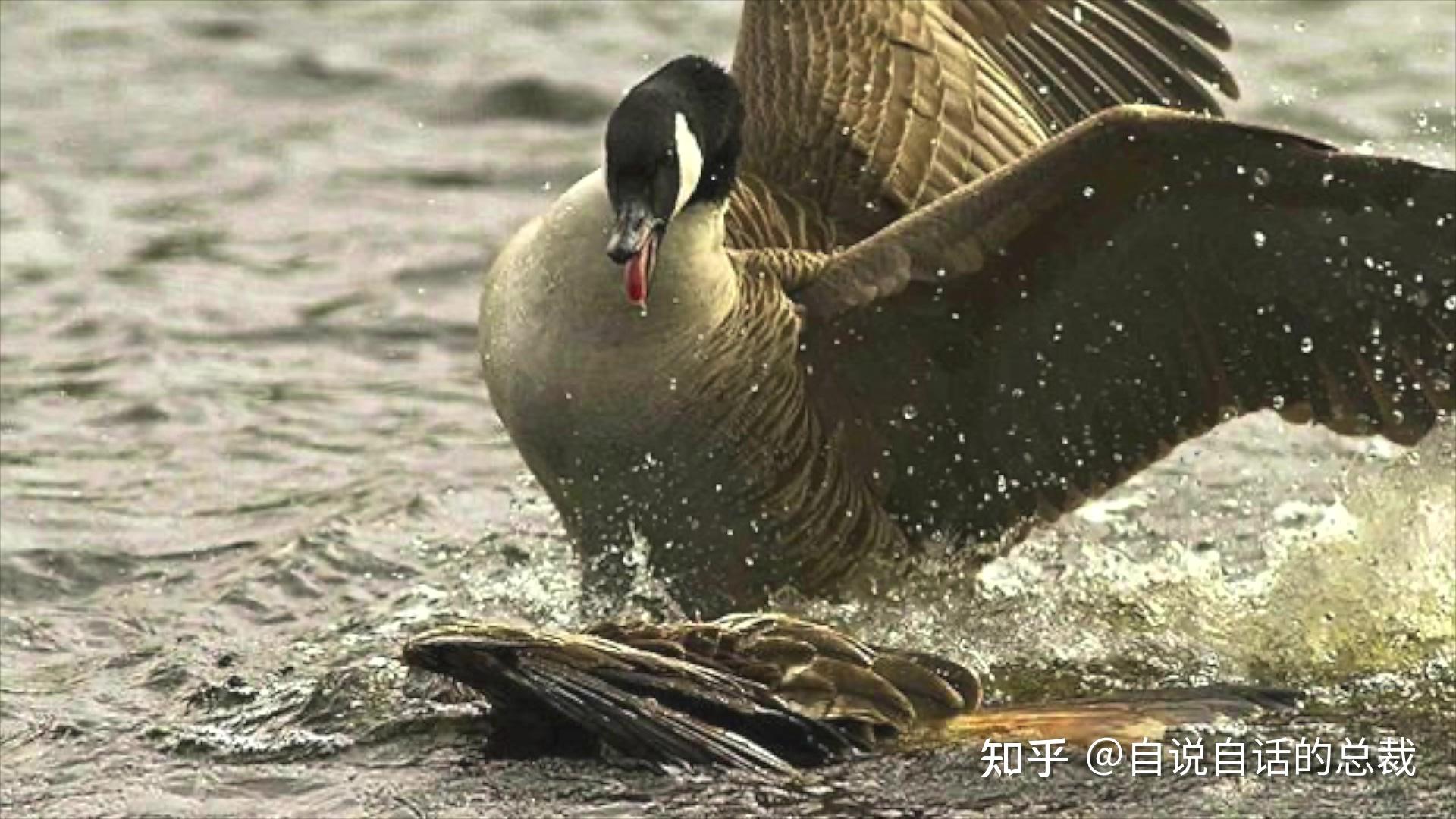 为什么动物都怕鹅有鹅的地方没有蛇大鹅的真实面貌超出你想象