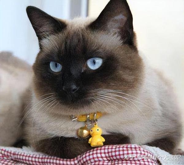 这四种“蠢猫”，一个比一个傻，你家主子入围了吗？ - 知乎
