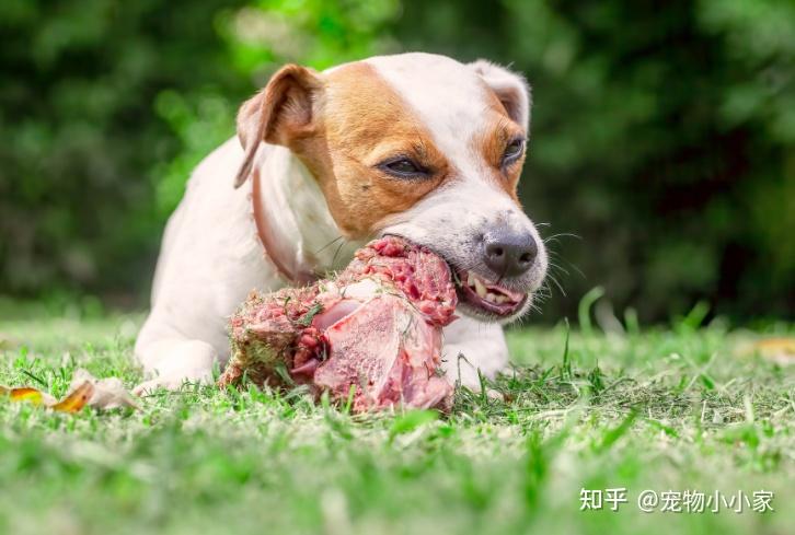 你說這樣養狗狗狗會開心其實它一直在承受