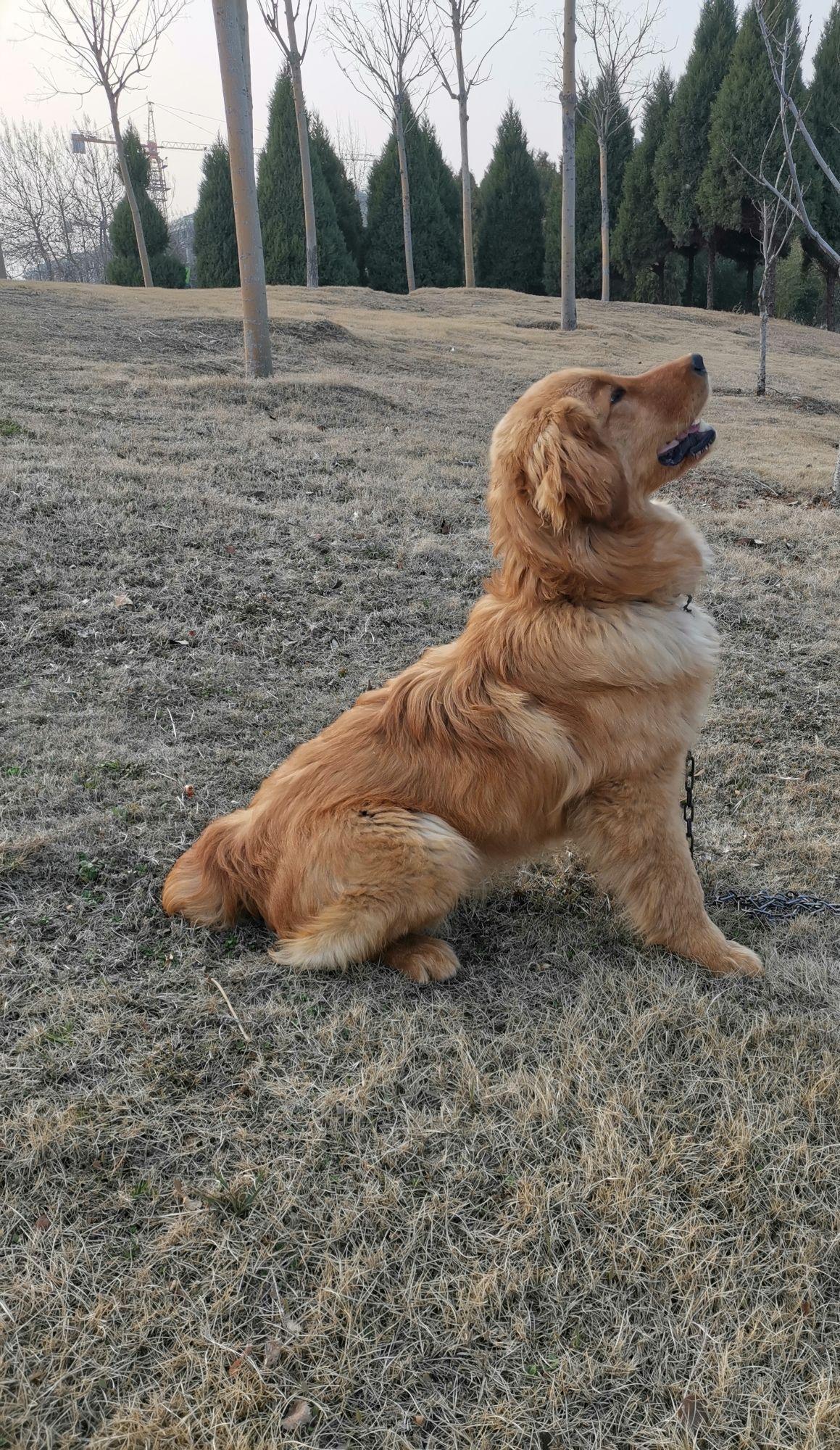 我家金毛不到7个月了,毛一直是这个样子,炸炸的,是尴尬期吗? - 知乎