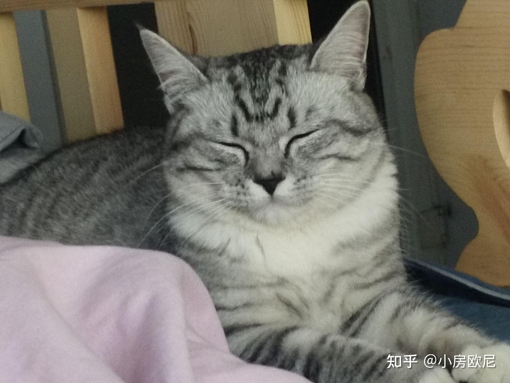 灰色狸花猫罕见吗?