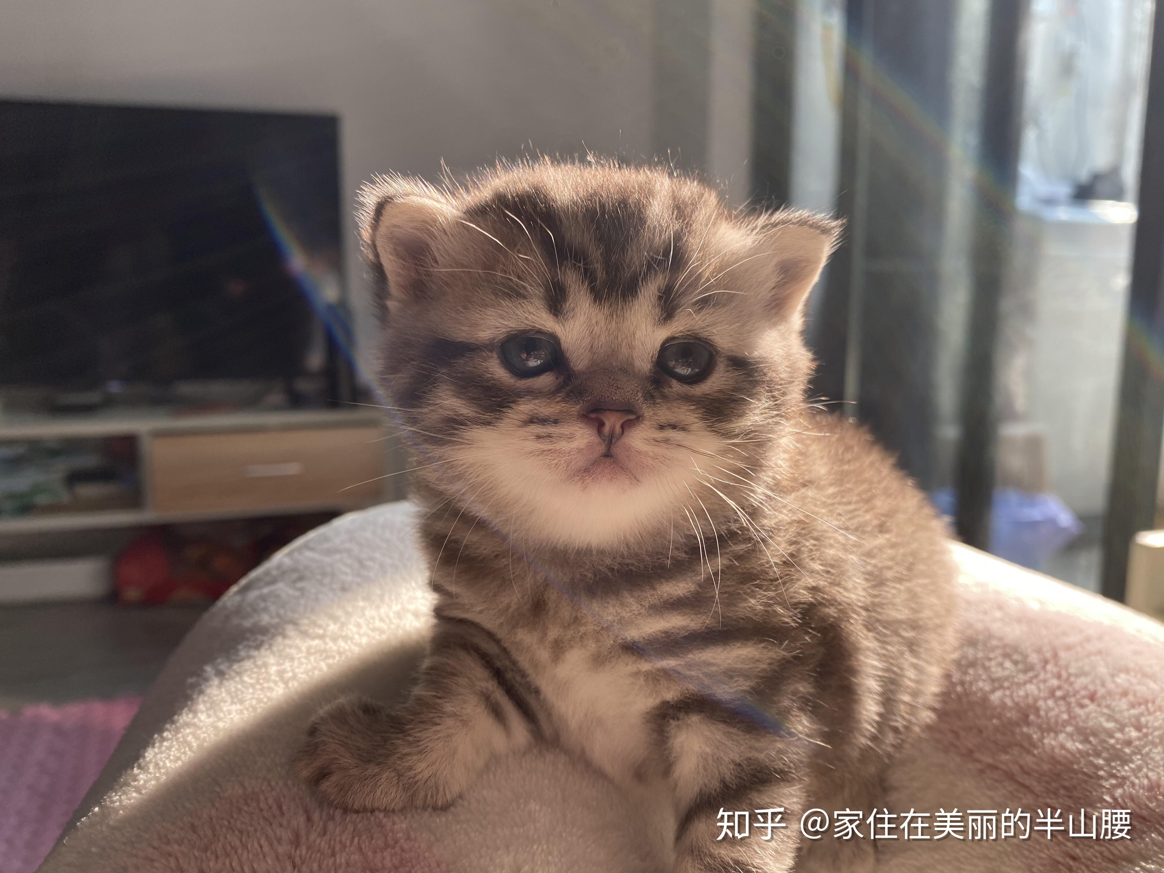 想知道英短蓝猫和美短虎斑配出来是啥样的? - 知乎