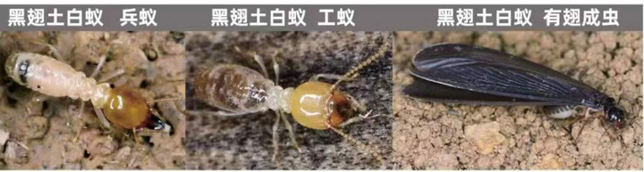 白蚁防治:基建如何防治白蚁? - 知乎