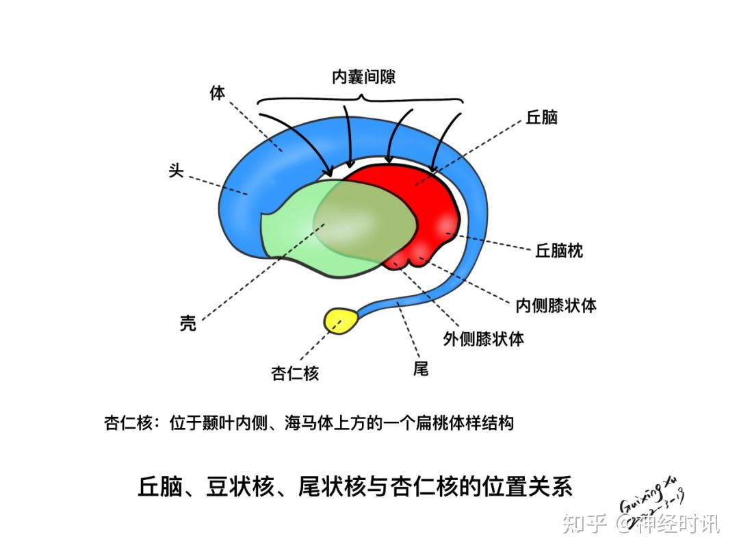 基底核与基底节区解剖与定位 - 知乎