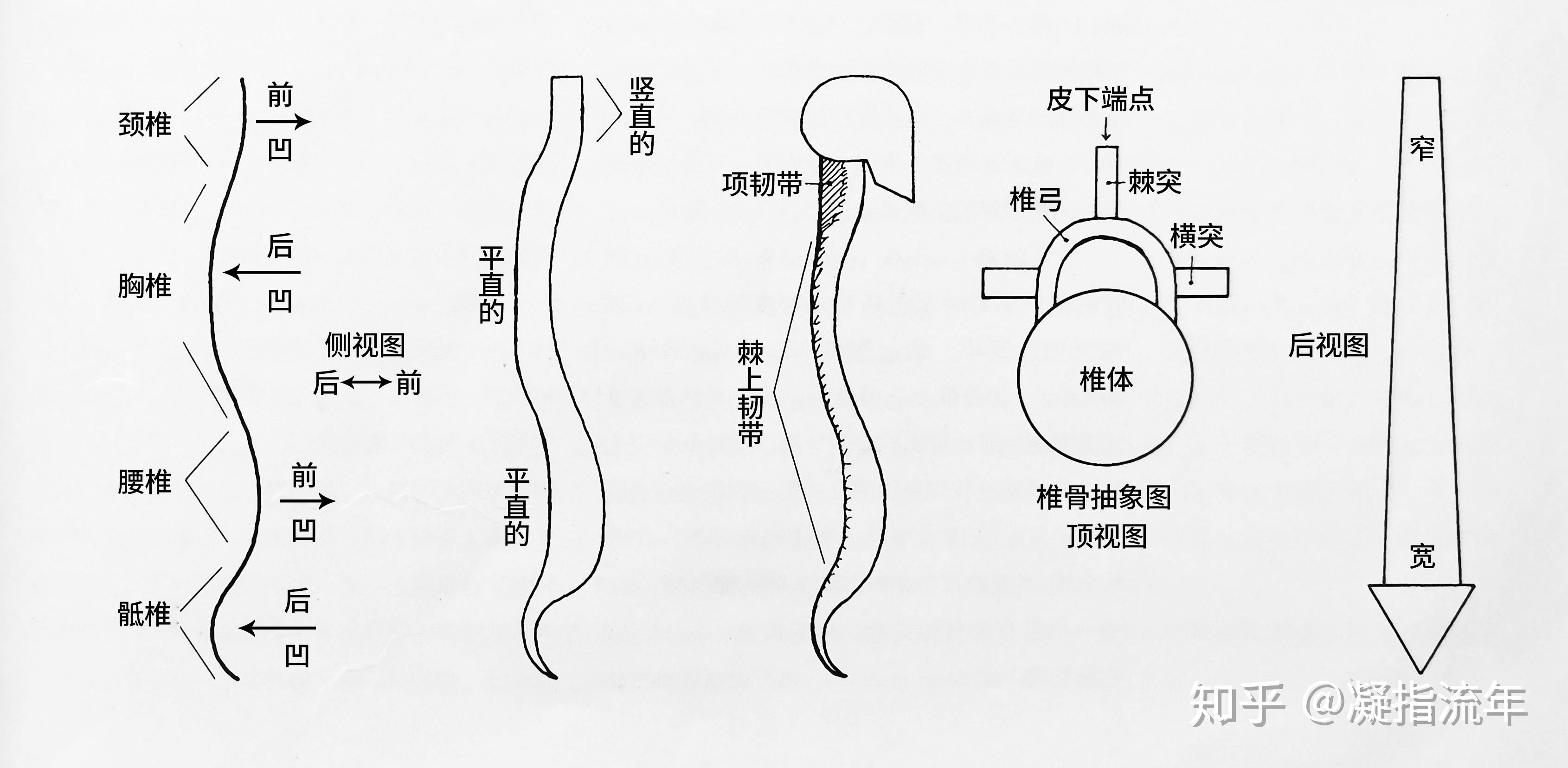 从侧视图上看