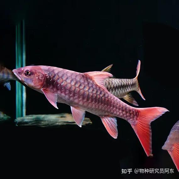 红黄蓝齐活了?吉罗鱼大盘点Cyprinidae(结鱼属) - 知乎