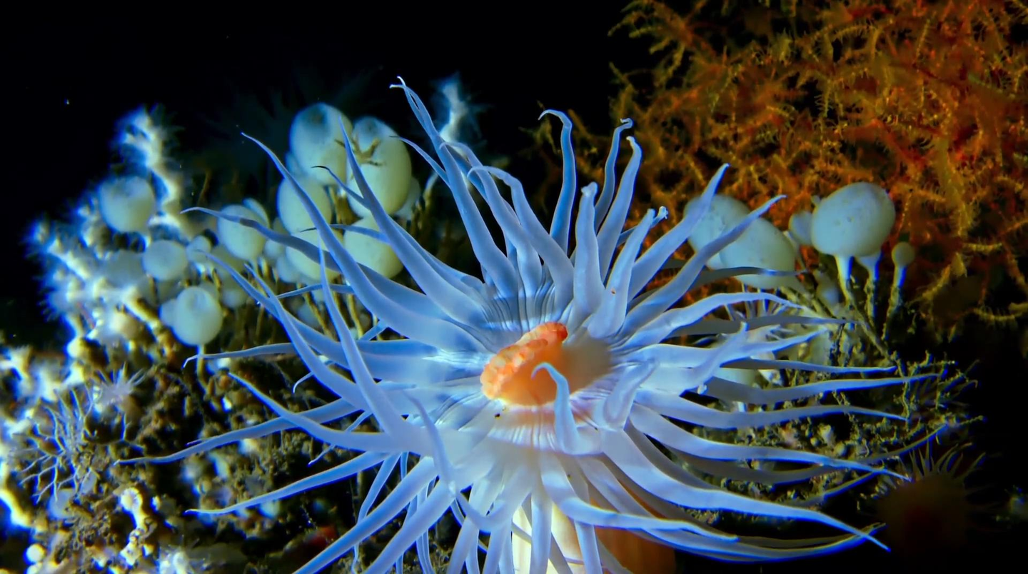 深海生物为何能够承受巨大的压力而存活 知乎