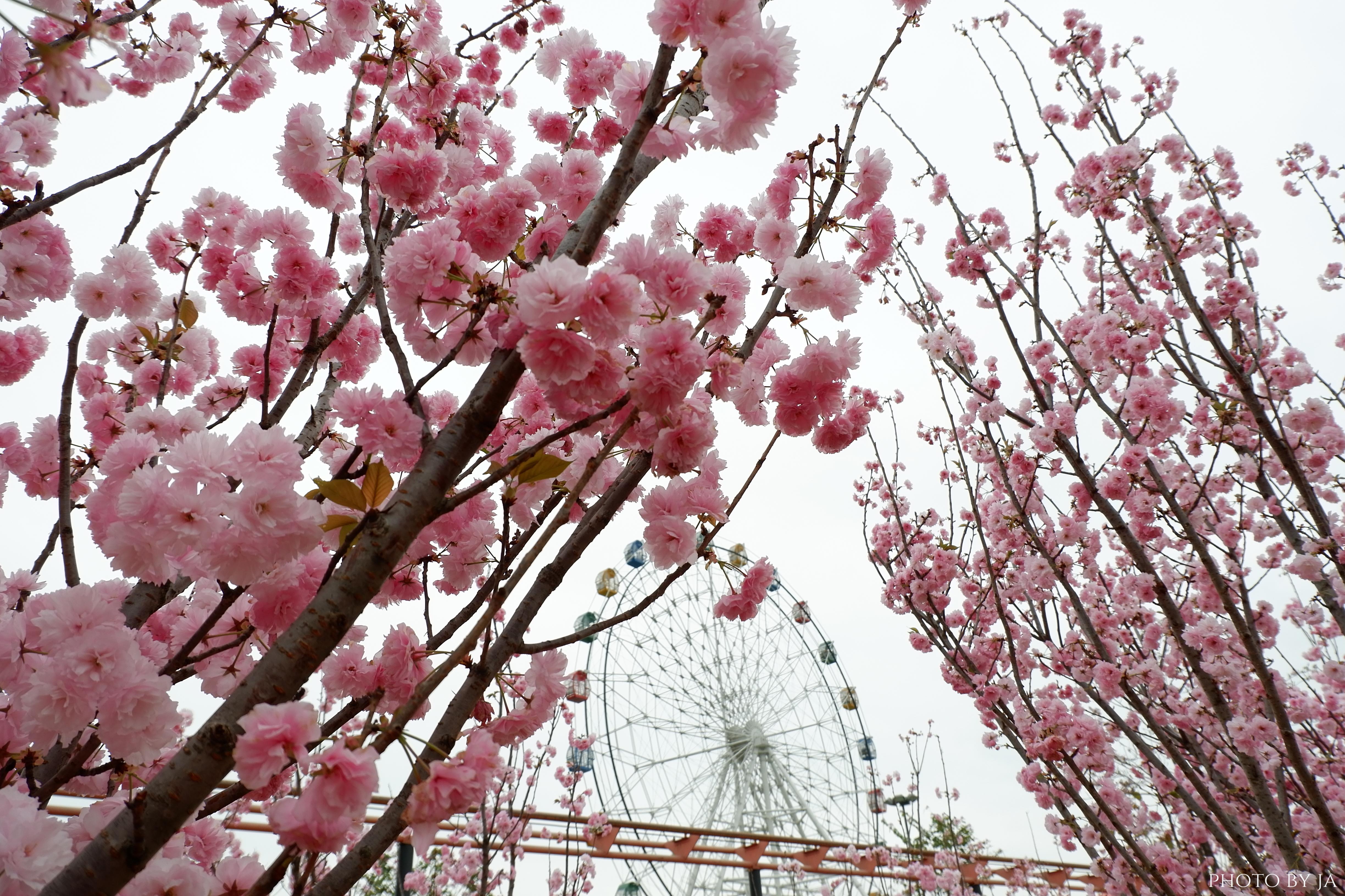 总觉得看上去比拍出来美~观澜的第一站,是观澜湖生态体育公园,樱花节