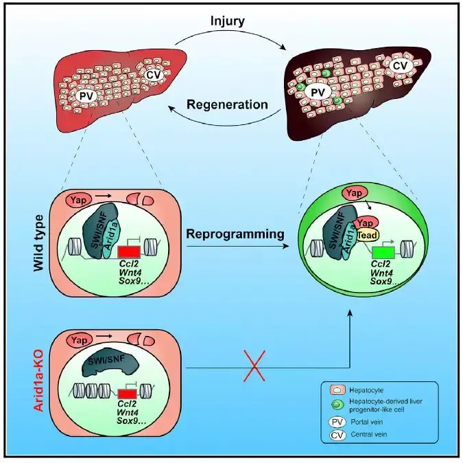 4 arid1a調控損傷誘導的肝細胞重編程機制南模生物提供全方位模式生物