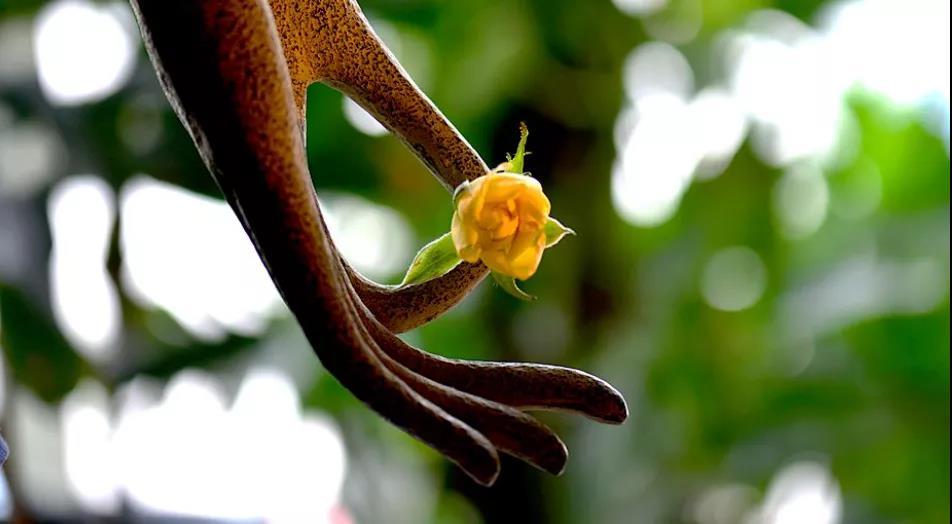 如何理解林清玄的拈花一笑莲心成文