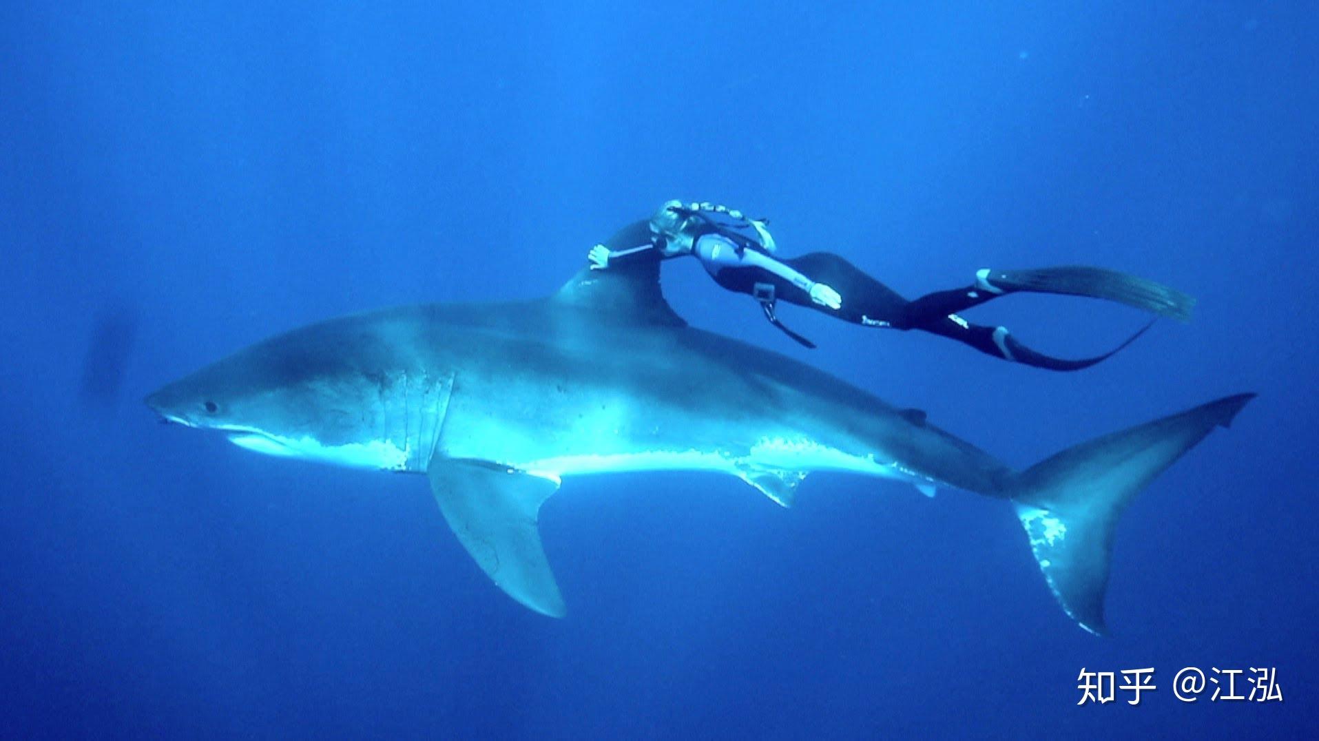 大白鲨—— 鲨鱼统治者 - 鲨鱼百科