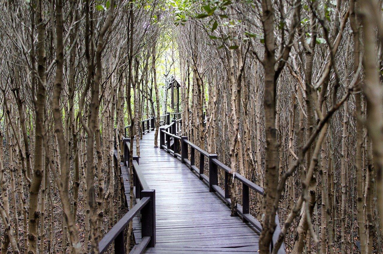 3. 红树林生态社区