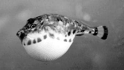 古人为什么说 拼死吃河豚 河豚的毒素在哪里 知乎