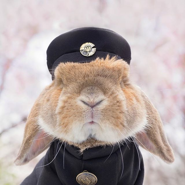 帅气的兔子头像 霸气图片