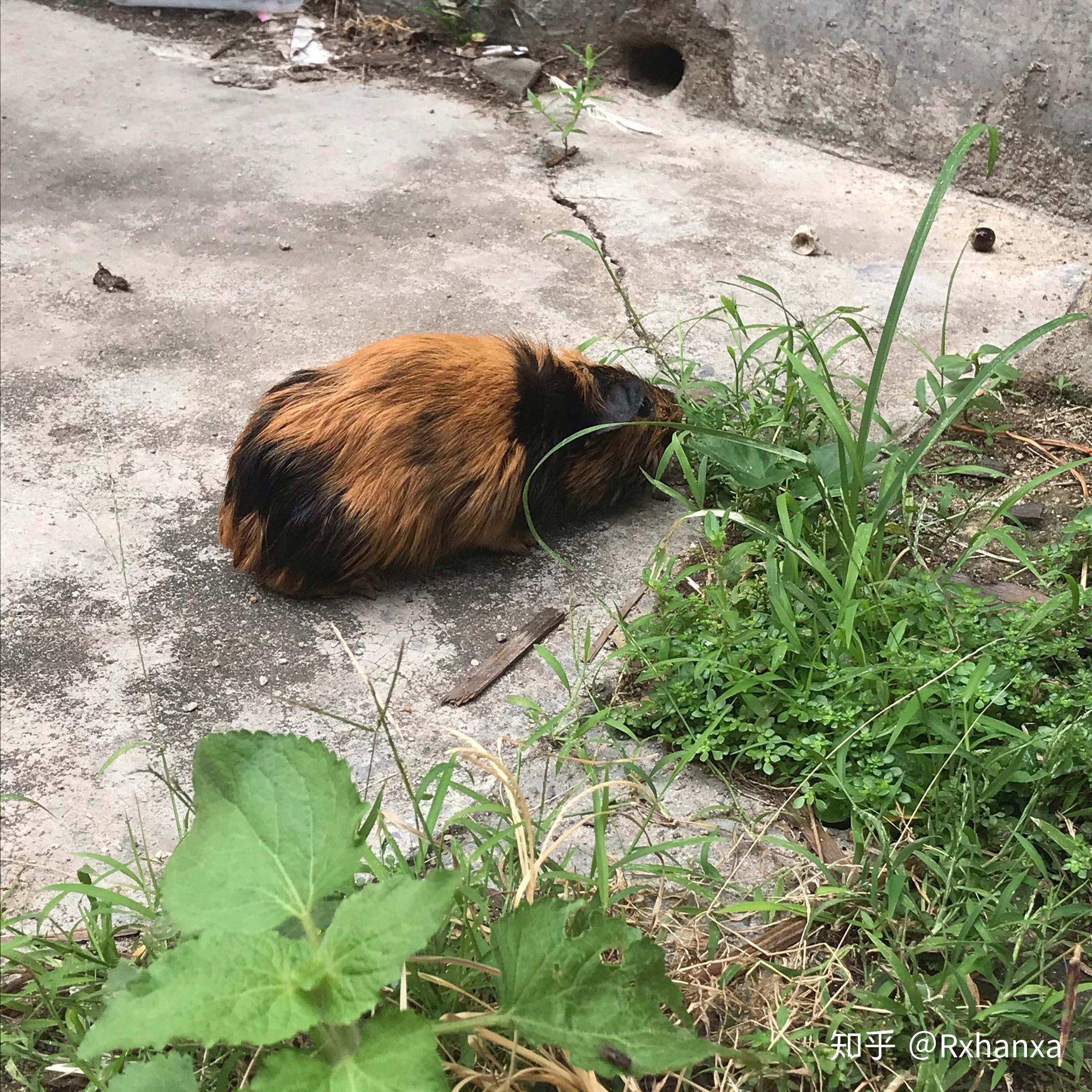 我的荷兰猪昨天死了不过我始终不明白它是怎么死的因为实在太突然养了