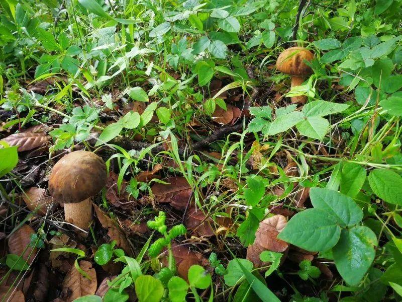 和菌子一样"野"的产业链条,正在破坏野生菌的生产环境