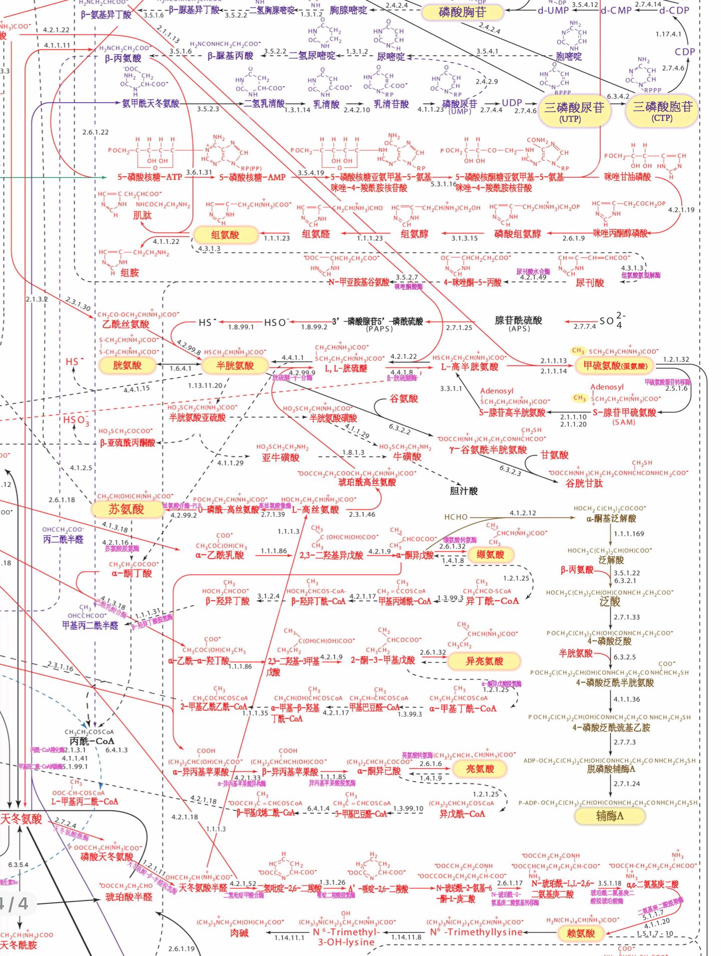 生物化学代谢途径图 - 知乎