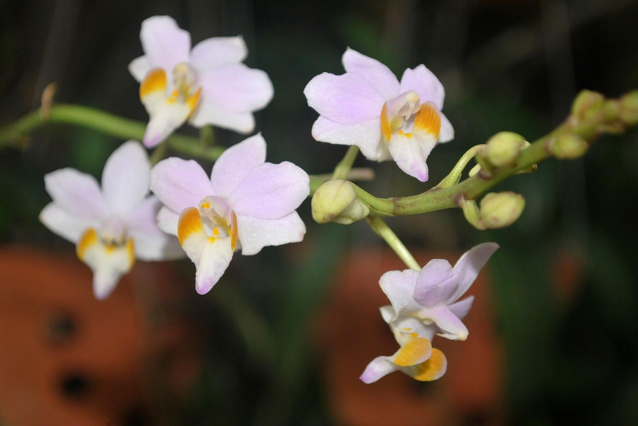 2. 灌根时间选择