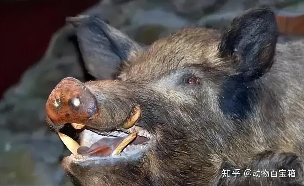 家猪也能变野猪?都说家猪放生后会长獠牙野化,是真的吗? - 知乎