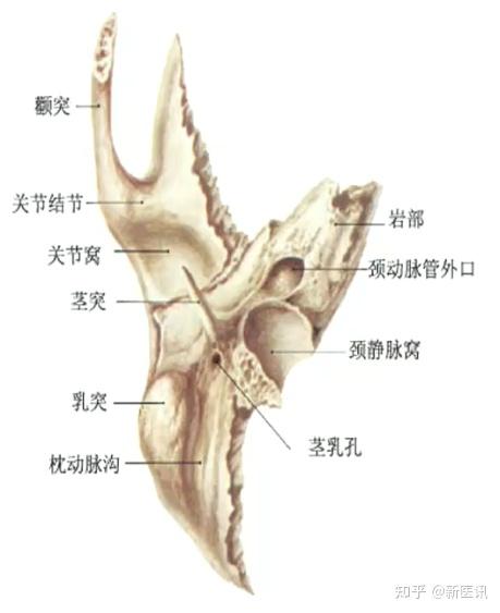 耳部正常解剖：颞骨解剖、岩部 - 知乎