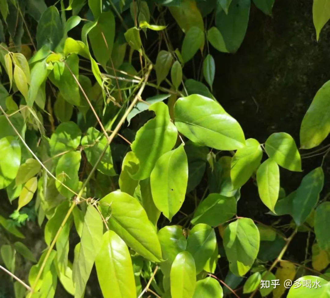 禾雀花似麻雀常春油麻藤過牆花梯現