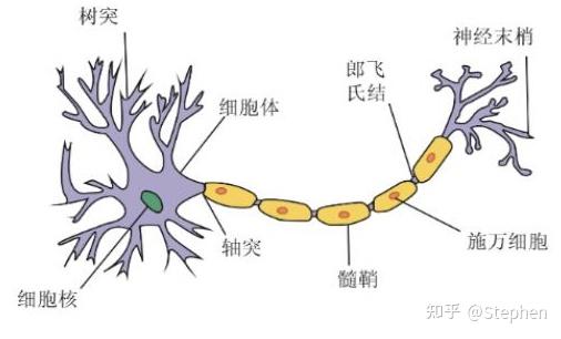 神经元的定义