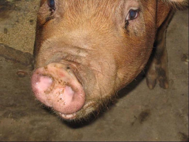 猪得了萎缩性鼻炎怎么办猪萎缩性鼻炎的特效药