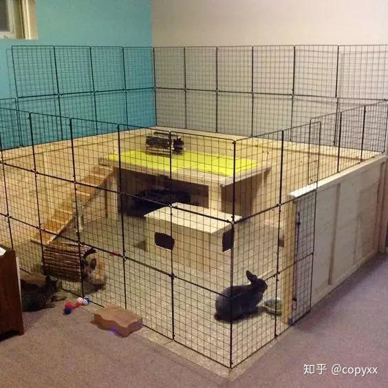 经验分享丨如何散养兔兔？有哪些需要注意的？ - 知乎