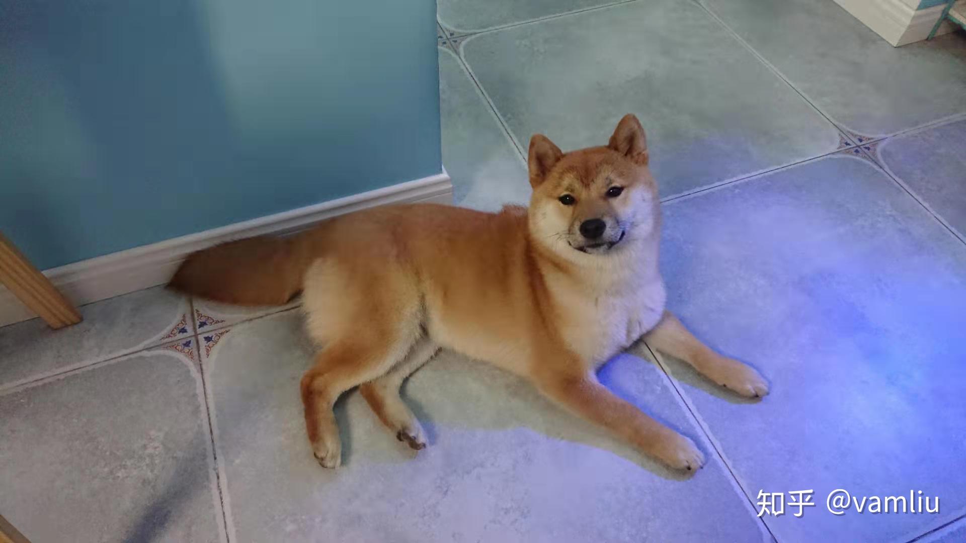 我家柴犬5个半月脸部毛色偏黄,白色 部分很少正常吗? - 知乎