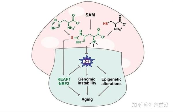 史上最强的抗氧化剂 | NNB®MitoPrime®麦角硫因 - 知乎