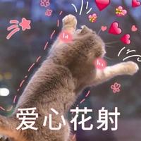 Zhihu profile picture for @chipper