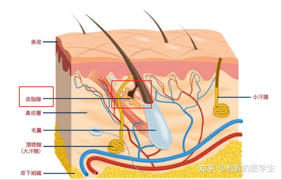 从医学角度来说头屑