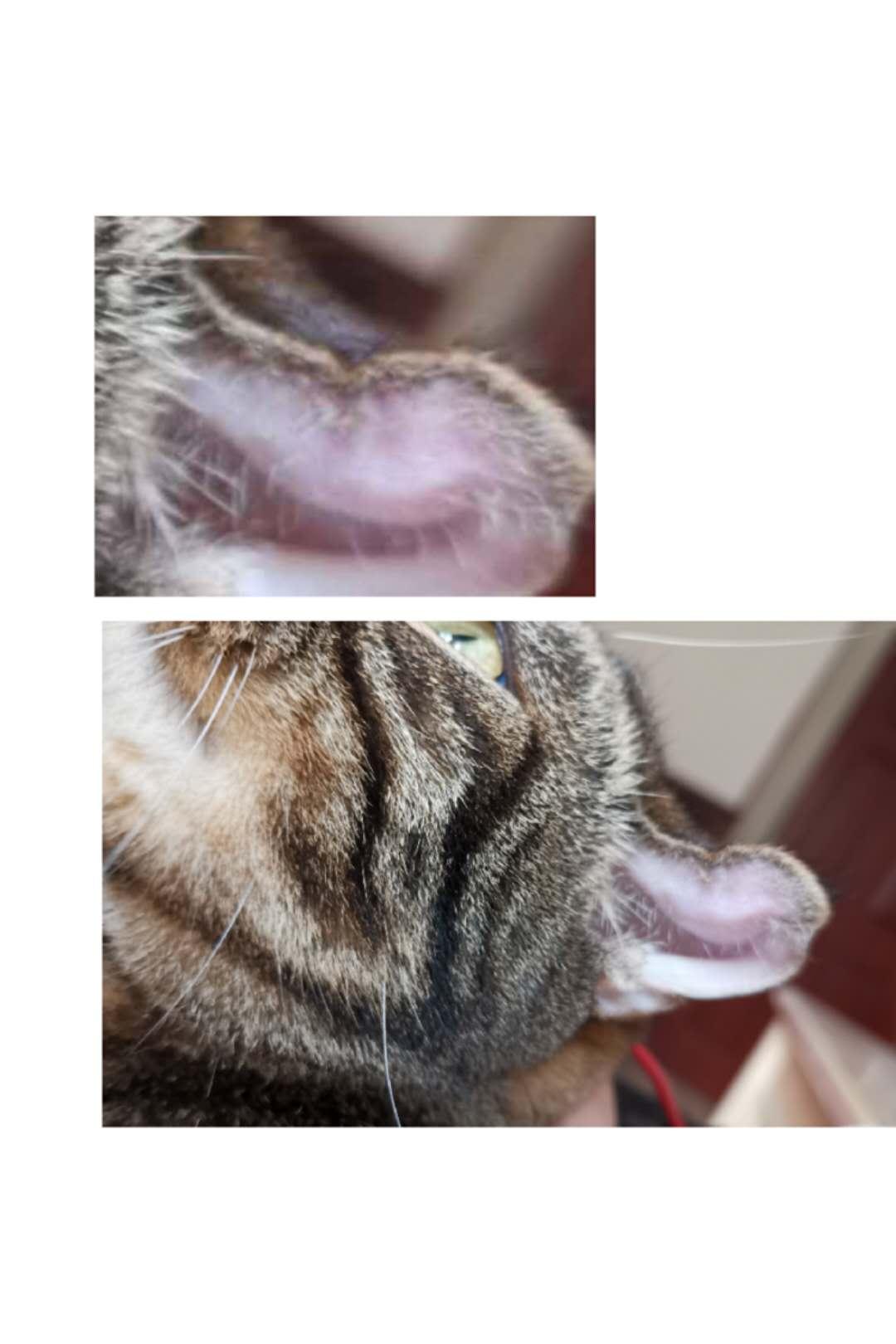 猫咪得了耳血肿怎么办