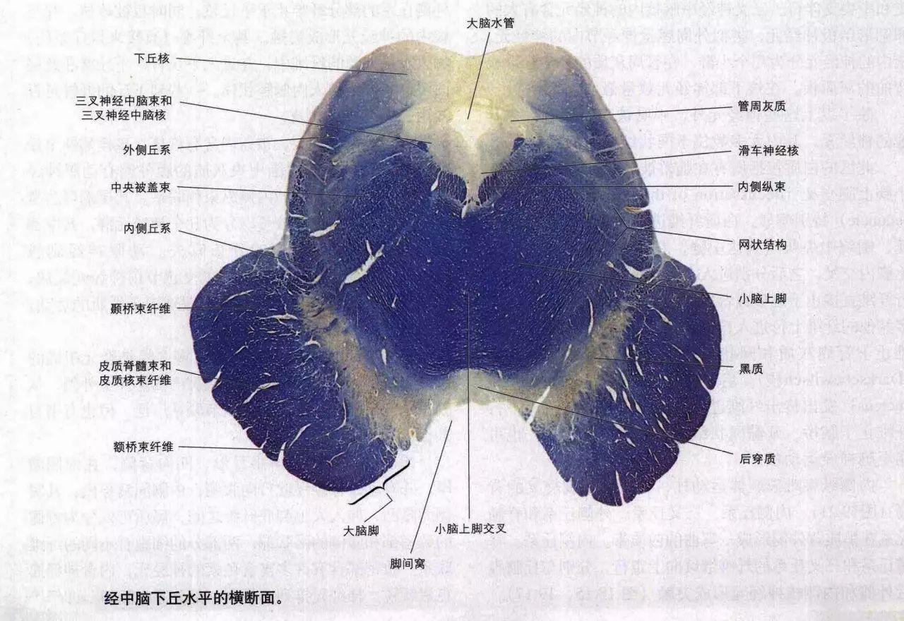 脑干切面观 - 知乎