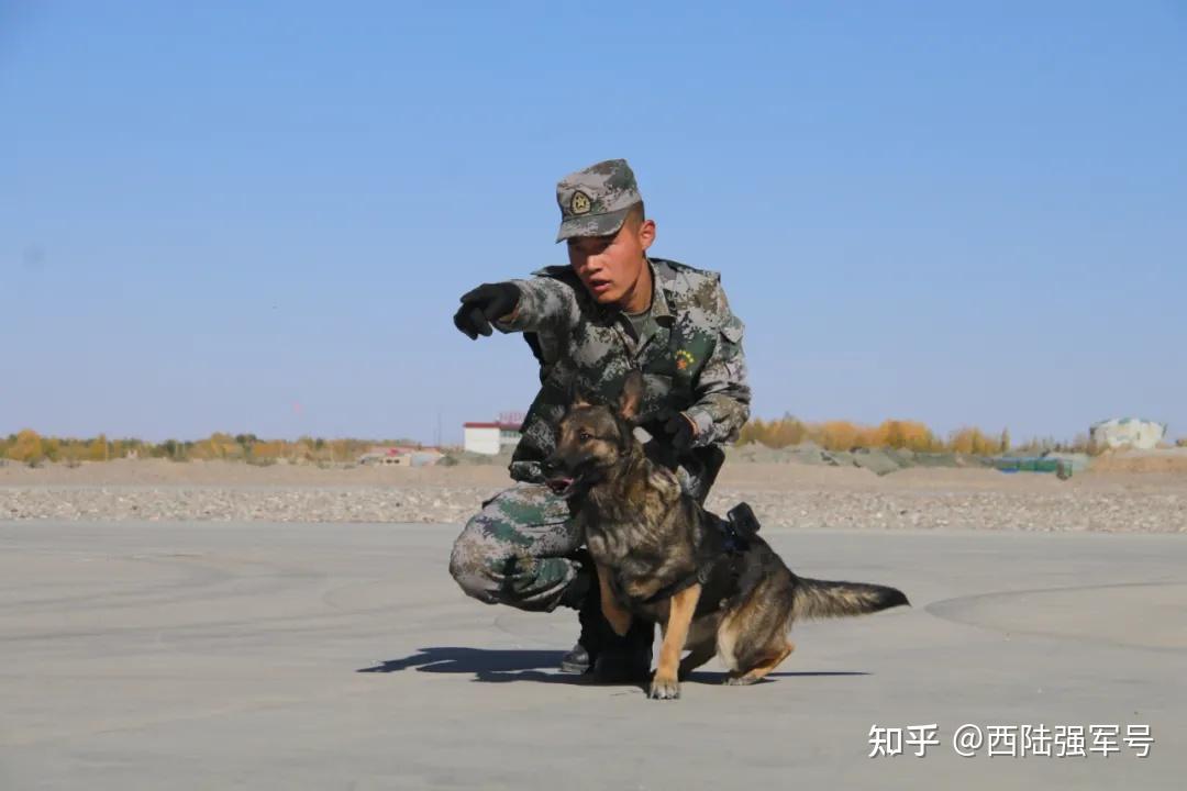 把军人训练成狗图片