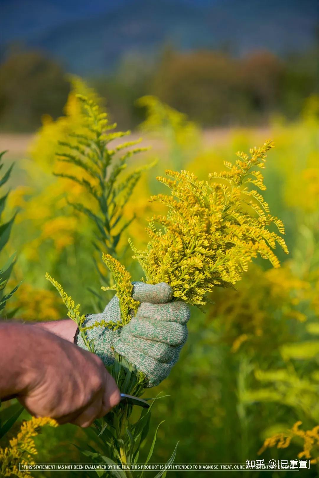 可以養肝的菊科精油一枝黃花