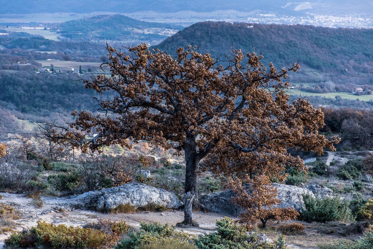 1. 阳光户型优势