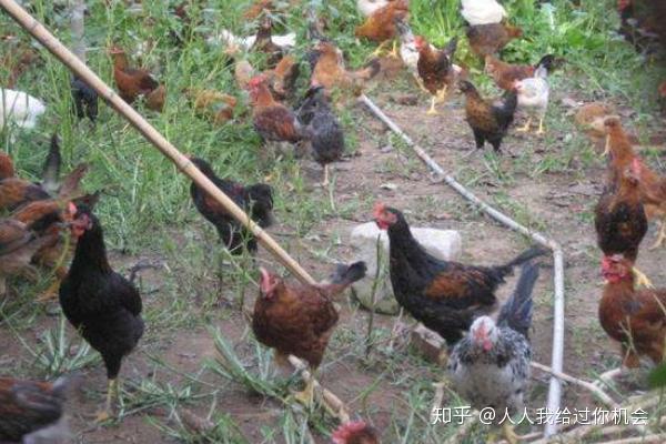 散养柴鸡怎么养?鸟基地博客为你分享柴鸡养殖技术与注意事项! - 知乎