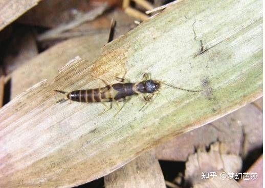 蠼螋,俗称耳夹子虫,剪刀虫,英文叫做earwigs - 知乎